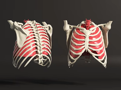 Detailed Chest Organs Anatomical Model With Rib Cage Sternum Spine And Thoracic Structure 3d model