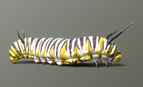 Butterfly larvae Caterpillars Insects Crawling Moths and Butterflies 3d model