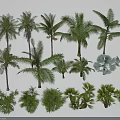 Various Arbor Trees Collection With Different Palm Species And Tropical Foliage Types