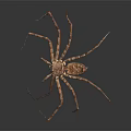 Large Brown Spider With Long Slender Legs On Dark Surface Detailed Body Structure And Texture