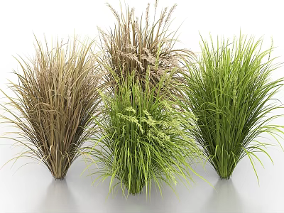 Different Varieties of Ornamental Grasses in Green and Brown Hues for Landscaping 3d model