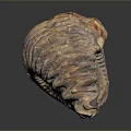 Detailed Spiral Organ Model With Orange Purple Color And Hair Like Textured Surface
