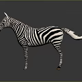 Zebra Animal African Animal Cartoon Zebra Animation Zebra Animation Zebra Animation Character Game Character 3d model