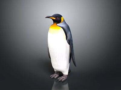 King Penguin With Yellow Neck Black Back And White Belly Standing On Gray Background 3d model