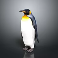 King Penguin With Yellow Neck Black Back And White Belly Standing On Gray Background