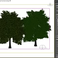 Two Arbor Trees With Lush Green Leaves And Brown Trunks On Dirt Ground
