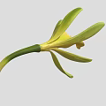 Beautiful Yellow and Green Orchid Flower with Delicate Petals and Green Stem