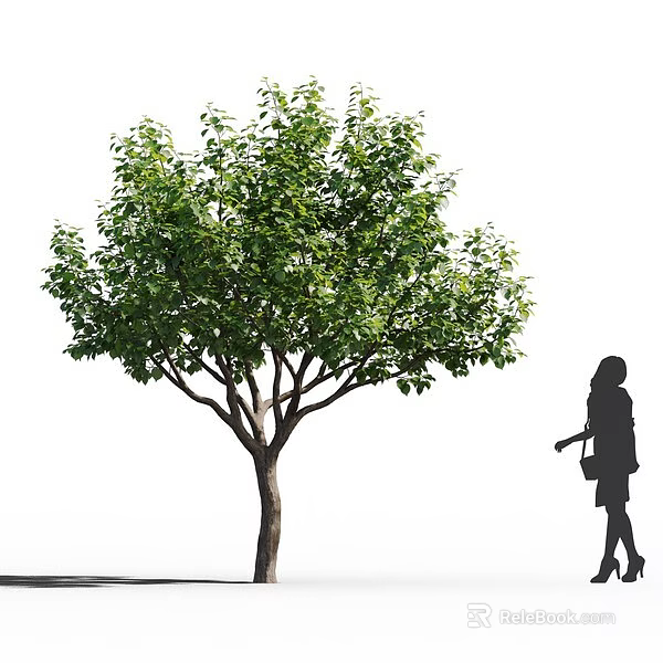 Tall Deciduous Tree With Lush Green Foliage And Female Silhouette Standing Nearby 3d model 