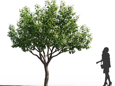 Tall Deciduous Tree With Lush Green Foliage And Female Silhouette Standing Nearby 3d model