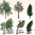 Various Arbor Trees With Different Leaf Shapes And Trunk Structures For Landscaping 3d model