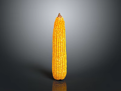 Fresh Yellow Corn Cob as Household Food Item with Shiny Surface and Natural Texture 3d model
