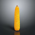 Fresh Yellow Corn Cob as Household Food Item with Shiny Surface and Natural Texture