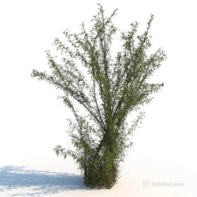 Lush Green Shrub With Dense Branches And Vibrant Leaves In Garden Landscaping 3d model 