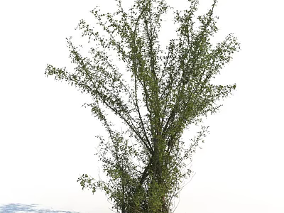 Lush Green Shrub With Dense Branches And Vibrant Leaves In Garden Landscaping 3d model