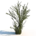 Lush Green Shrub With Dense Branches And Vibrant Leaves In Garden Landscaping