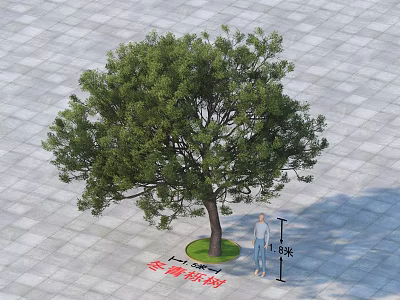 Tall Arbor With Lush Foliage Standing In Paved Square At 5 Meters Height 3d model