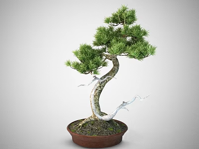 Artistic Bonsai Plant With Curved Trunk And Green Foliage In Terracotta Pot 3d model
