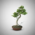 Artistic Bonsai Plant With Curved Trunk And Green Foliage In Terracotta Pot
