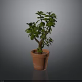 Green Succulent Plant In Terracotta Pot With Branched Stem And Smooth Surface
