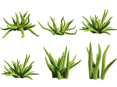 Green Succulent Plant Varieties With Diverse Shapes And Fresh Green Leaves 3d model