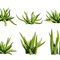 Green Succulent Plant Varieties With Diverse Shapes And Fresh Green Leaves