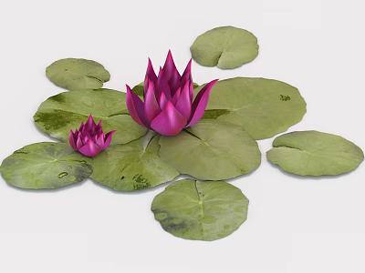 Vibrant Purple Lotus Flowers With Green Lily Pads And Water Droplets 3d model