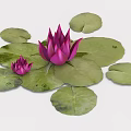 Vibrant Purple Lotus Flowers With Green Lily Pads And Water Droplets