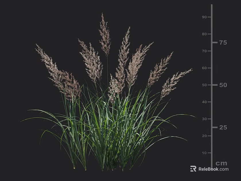 Ornamental Grass with Green Foliage Plumed Pinkish Top Height Up to 75cm for Garden Decoration 3d model 