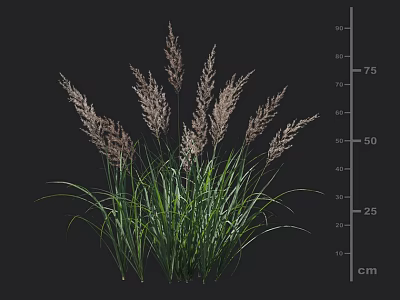 Ornamental Grass with Green Foliage Plumed Pinkish Top Height Up to 75cm for Garden Decoration 3d model