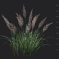 Ornamental Grass with Green Foliage Plumed Pinkish Top Height Up to 75cm for Garden Decoration