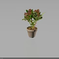 Indoor Potted Plant With Green Leaves And Red Flowers In Terracotta Pot Against Dark Background