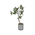 Bonsai Plant in White Cylindrical Pot with Twisted Branches and Green Leaves