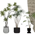 Indoor Green Plants In Various Pot Designs With Patterned Curtain Background