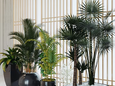 Lush Potted Palm Plants With Green Leaves Placed In Black Pots Against Wooden Lattice Background 3d model