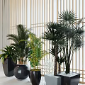 Lush Potted Palm Plants With Green Leaves Placed In Black Pots Against Wooden Lattice Background
