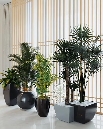 Lush Potted Palm Plants With Green Leaves Placed In Black Pots Against Wooden Lattice Background 3d model