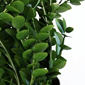 Bonsai Potted Plants In Two Tall Gray Pots With Lush Green Leaves