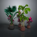 Various Indoor Plants With Green Red Leaves In Brown Pots On Dark Background