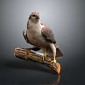 Bird With Brown And White Feathers Perched On Wooden Branch Against Dark Background