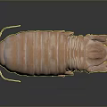 Brown Aquatic Isopod With Segmented Exoskeleton Multiple Legs And Antennae