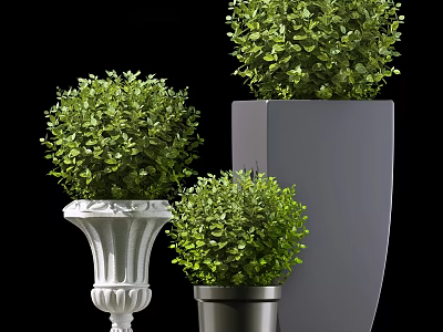 Potted Bonsai Plants With Round Shaped Green Foliage In Various Decorative Pots 3d model