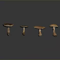 Four Fresh Wild Mushrooms Arranged in Row on Dark Reflective Surface