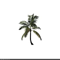 Tall Palm Tree With Green Fronds And Brown Trunk On Dark Background