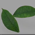 Fresh Green Leaves With Detailed Texture On White Background And Shadow