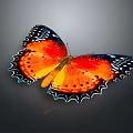 Vibrant Orange Butterfly With Black Blue Edged Wings And Colorful Spots