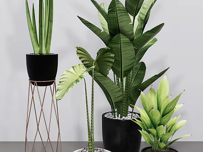 Various Potted Plants With Large Green Leaves Black Pots Metal Stands And Decorative Pebbles Indoor 3d model