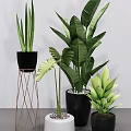 Various Potted Plants With Large Green Leaves Black Pots Metal Stands And Decorative Pebbles Indoor