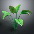 Lush Tropical Indoor Plant With Large Green Leaves And Long Green Stems