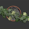 Potted Plant With Green Leaves And White Flowers In Arch Shape Terracotta Pot
