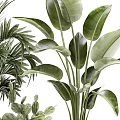 Minimalist Modern Indoor Potted Plants With Monstera Palm And White Ceramic Planters